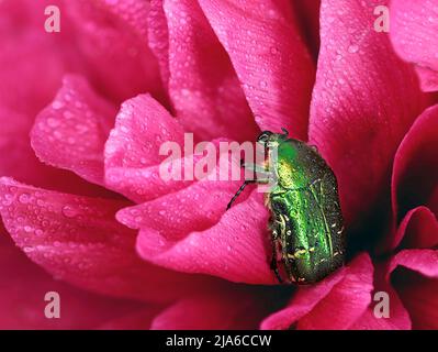 Gafer rose vert, Cetonia aurata, en fleur de pivoine rose avec gouttes d'eau après la douche de pluie, gros plan de détail macro Banque D'Images