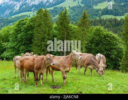Groupe de vaches se broutent au printemps à Ahorn dans la belle région verte de montagne suisse d'Appenzell Banque D'Images