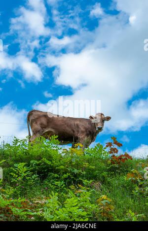 Au printemps, à Ahorn, dans la belle région verte de montagne suisse d'Appenzell, se brouille la vache Banque D'Images