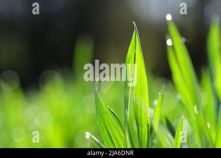 Herbe de blé verte avec gouttes d'eau transparentes sur le champ rapproché. Rosée du matin au lever du soleil. Banque D'Images