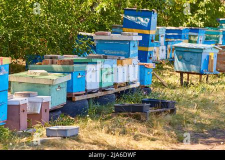 La maison Bee Evidence se trouve dans une rangée de verdure d'arbres le jour ensoleillé. Indices pour les abeilles sont dans une ligne au milieu de la forêt Banque D'Images