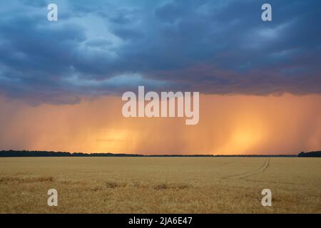 Des orages sombres sur un champ de blé au coucher du soleil. Le début d'un ouragan Banque D'Images