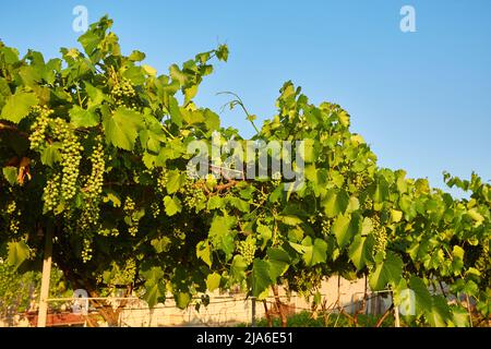 Raisins blancs suspendus de la vigne luxuriante au vignoble pendant le coucher du soleil Banque D'Images