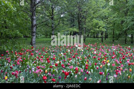 Un morceau de forêt semé de tulipes après la pluie au printemps Banque D'Images