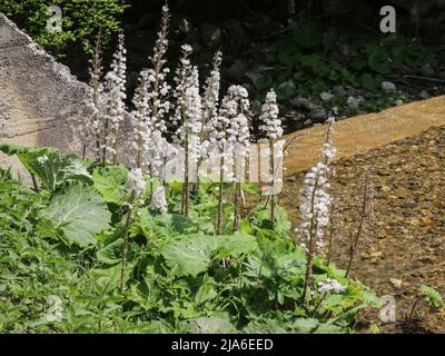Graines moelleuses du butterbur (nom latin: Petasites hybridus) par le ruisseau dans l'ouest de la Serbie Banque D'Images