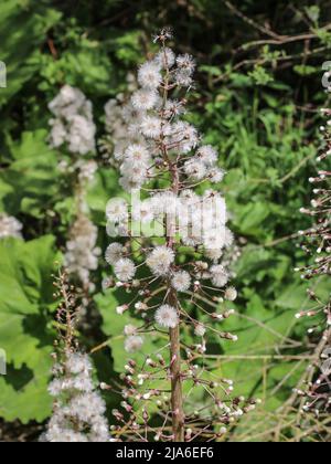 Graines moelleuses du butterbur (nom latin: Petasites hybridus) par le ruisseau dans l'ouest de la Serbie Banque D'Images