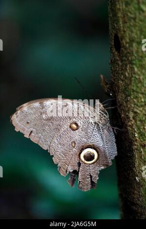 Hibou géant papillon en profil, sur l'arbre. Tambopata, Amazone tropicale, Pérou Banque D'Images