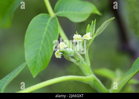 Fleurs, bourgeons et jeunes feuilles de noyer femelle. Juglans regia (Juglandaceae). Banque D'Images