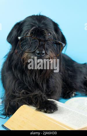 drôle schnauzer avec des lunettes lit un grand livre épais Banque D'Images