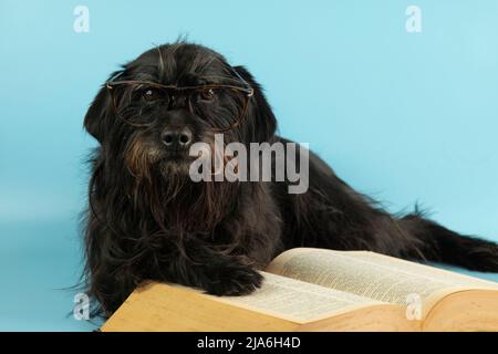 drôle schnauzer avec des lunettes lit un grand livre épais Banque D'Images