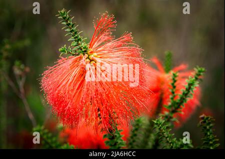 Fleur rouge brillante de la brosse à dents Swamp Bottlebrush en Australie occidentale. Banque D'Images