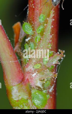 Rhopalosiphum oxyacanthae. (R. insertum) puceron d'herbe à pomme. Banque D'Images