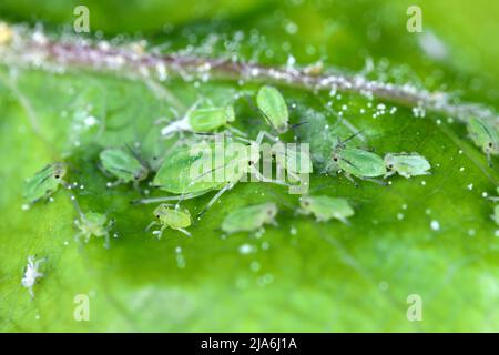 Rhopalosiphum oxyacanthae. (R. insertum) puceron d'herbe à pomme. Banque D'Images