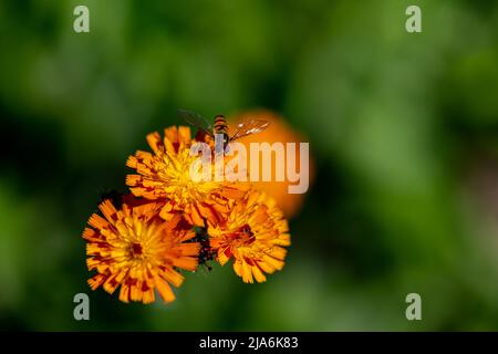 Gros plan d'un aéroglisseur (Syrphidae) sur une mèche de faucon orange (Hieracium aurantiacum) Banque D'Images