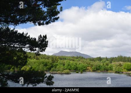 Haut au-dessus de Betws-y-Coed se trouve Llyn ELSI entouré de forêt et avec plusieurs îles qui fournissent la nidification sûre pour plusieurs espèces de goélands. Banque D'Images