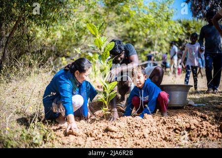 Les Asiatiques plantent des arbres dans la zone forestière. Groupe. Banque D'Images