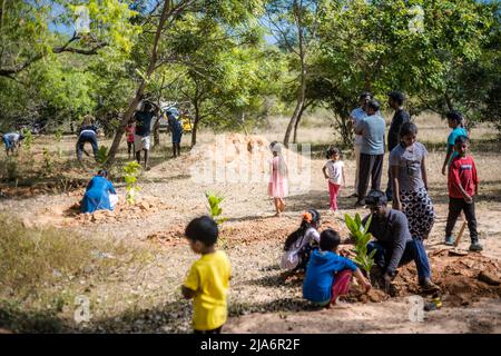 Les Asiatiques plantent des arbres dans la zone forestière. Groupe. Banque D'Images