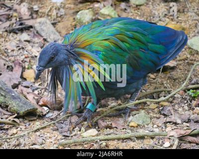 Le pigeon de Nicobar (Caloenas nicobarica) est un oiseau trouvé sur les petites îles et dans les régions côtières des îles Andaman et Nicobar, en Inde qui se baladent en Pa Banque D'Images