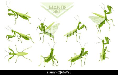 Collection de Green Praying mantis dessin animé bug dessin illustration vectorielle Illustration de Vecteur