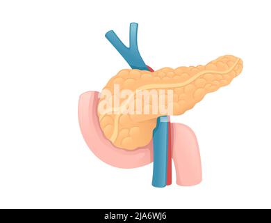 Dessin de dessin animé du pancréas humain anatomie humaine illustration du vecteur d'organe sur fond blanc Illustration de Vecteur