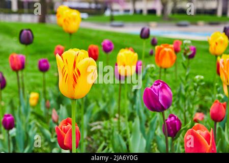 Jardin plein de toutes les couleurs de fleurs de tulipe de printemps Banque D'Images