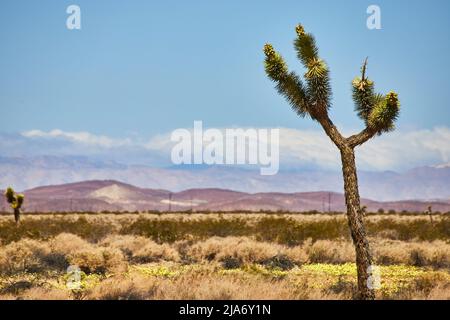 Grand Joshua Tree dans le désert avec des montagnes nuageux en arrière-plan Banque D'Images