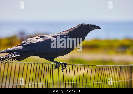 Grand corbeau noir reposant sur une clôture en métal près de la plage Banque D'Images