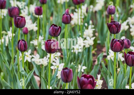 Champ de tulipes pourpres et blanches dans le jardin de printemps Banque D'Images