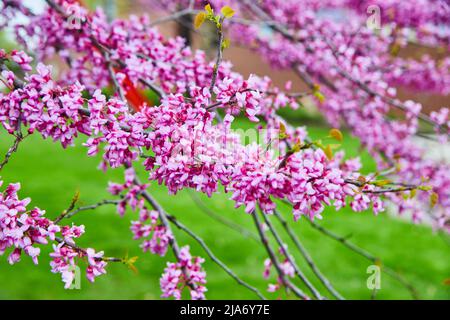 Cerisier fleuri dans le midwest pendant le pic de printemps en détail Banque D'Images