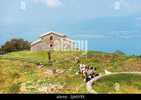 Troupeau de vaches qui broutage dans un pâturage de montagne, montagne Baldo (Monte Baldo), San Zeno di Montagna. Lac de Garde (Lago di Garda), Vérone, Vénétie, Italie. Banque D'Images