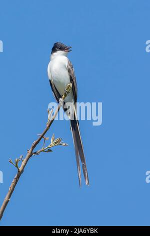 Moucherolle à queue de fourche (Tyrannus savana) Banque D'Images