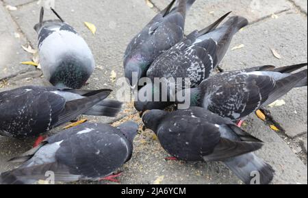 de nombreux pigeons urbains pichent à la chapelure laissée par les piétons dans le parc public Banque D'Images