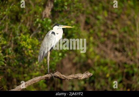 Le Héron Cocoi (Ardea cocoi) Banque D'Images