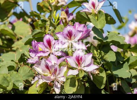 Grappes de fleurs roses de Bauhinia variegata ressemblant à des orchidées. Banque D'Images