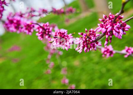 Détail de fleurs roses sur branche de cerisier au printemps Banque D'Images