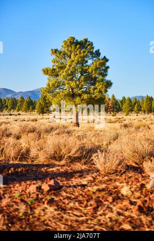 Paysage de montagne désertique avec pins solitaires Banque D'Images
