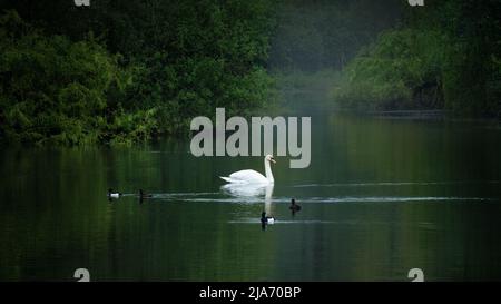 Édimbourg, Écosse, Royaume-Uni - bassin de Blackford avec cygnes et cygnets Banque D'Images