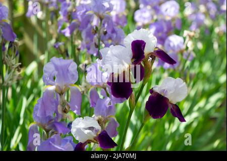 Eton, Windsor, Berkshire, Royaume-Uni. 28th mai 2022. Joli iris violet. C'était une journée chaude et ensoleillée à Eton aujourd'hui, alors que des fleurs et des plantes fleurissent dans les jardins et les allotissements. Crédit : Maureen McLean/Alay Live News Banque D'Images