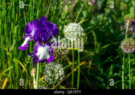 Eton, Windsor, Berkshire, Royaume-Uni. 28th mai 2022. Joli iris violet. C'était une journée chaude et ensoleillée à Eton aujourd'hui, alors que des fleurs et des plantes fleurissent dans les jardins et les allotissements. Crédit : Maureen McLean/Alay Live News Banque D'Images