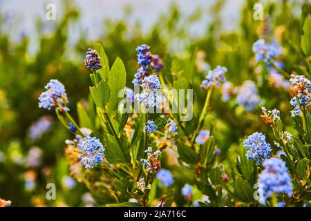 Belles fleurs de printemps pourpres en fleurs Banque D'Images
