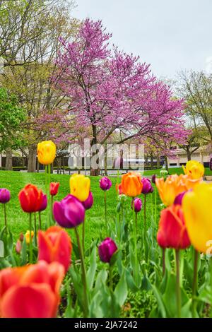 Variété colorée de fleurs de tulipe printanière dans le parc de la ville Banque D'Images
