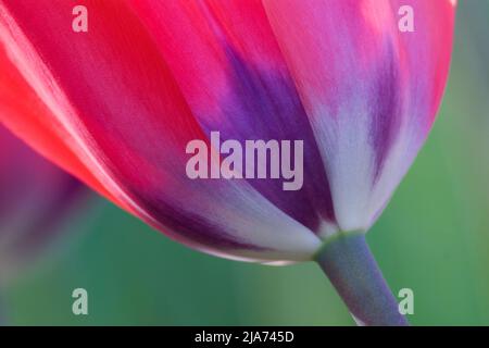 TULIPE À FOND BLEU Banque D'Images