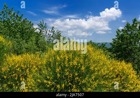 Paysage avec des gorges jaunes en fleur buissons sur ciel bleu avec des nuages blancs Banque D'Images