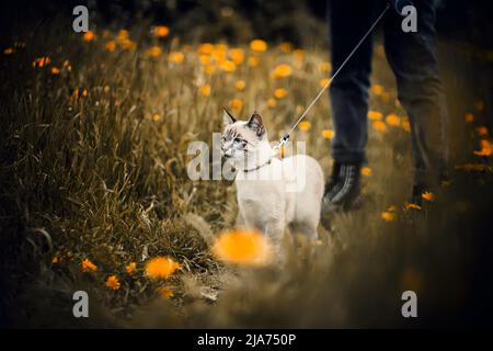 Un joli chat tabby marche sur une laisse avec son propriétaire dans une clairière surcultivée avec des fleurs de pissenlit jaunes un jour d'été. Marche avec un animal de compagnie i Banque D'Images