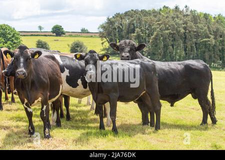 Le taureau Angus d'Aberdeen avec les génisses de la Frise Banque D'Images