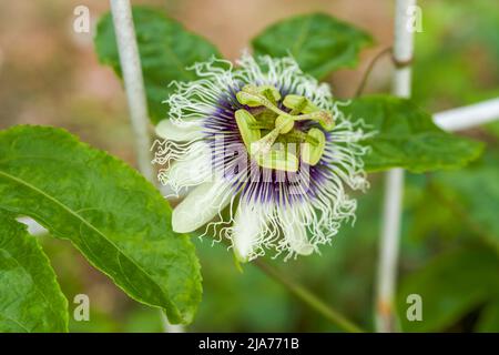 Gros plan d'une belle fleur de fruit de la passion en fleurs Banque D'Images