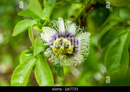 Gros plan d'une belle fleur de fruit de la passion en fleurs Banque D'Images