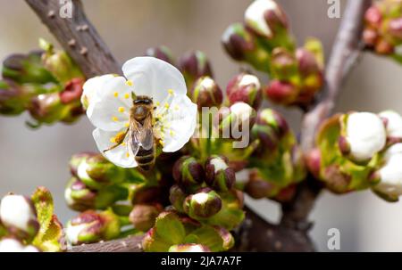 Ressort. Une abeille s'assit sur une fleur de pomme blanche sur une branche, pollinise les fleurs et recueille le nectar. Photo de haute qualité Banque D'Images