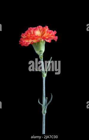 Carnation jaune avec bords rouges de pétales isolés sur fond noir Banque D'Images