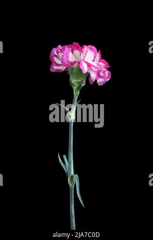 Carnation blanche avec bords magenta de pétales isolés sur fond noir Banque D'Images